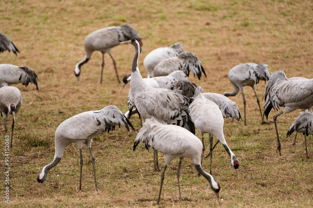Obraz premium Group of cranes eating and fighting and standing around the lake