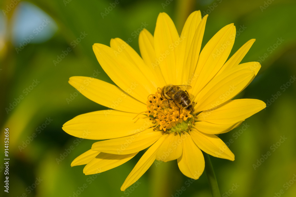 a bee is collecting pollen on the Jerusalem artichoke or sunchoke flower in the agricultural field close-up a bee is collecting pollen on the Jerusalem artichoke or sunchoke flower in the agricultural field close-up