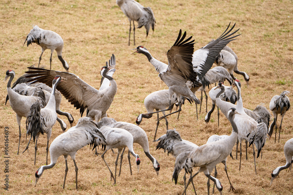 Cranes (grus grus) during a courtship dance and in the background a group of cranes eating and fighting and standing around the lake Cranes (grus grus) during a courtship dance and in the background a group of cranes eating and fighting and standing around the lake