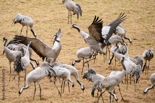 Cranes (grus grus) during a courtship dance and in the background a group of cranes eating and fighting and standing around the lake photo