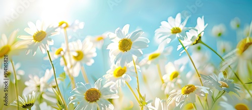 Wide angle summer background with beautiful daisy flowers in a flower meadow ideal as a panoramic web banner with copy space image #914165828