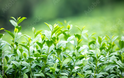 Close up fresh green tea leaves in a tea plantation.Tea Plantations in Northern, 101 Tea Plantations in Chiang Rai Province, Thailand