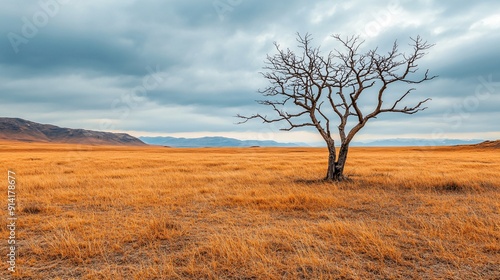 Lone Tree in a Field.