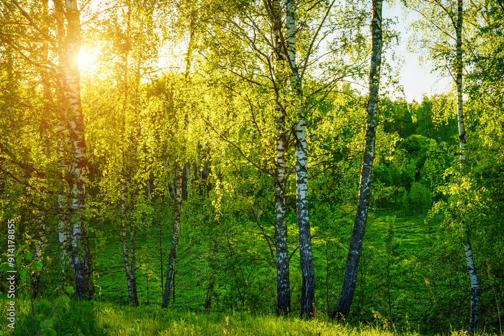 Fototapeta premium Grove of birches with young green leaves at sunset or sunrise in spring or summer.