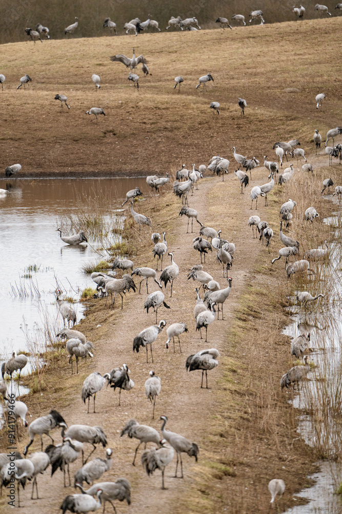 Cranes (grus grus) during a courtship dance and in the background a group of cranes eating and fighting and standing around the lake
Cranes (grus grus) during a courtship dance and in the background a group of cranes eating and fighting and standing around the lake