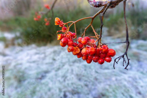 Winter's Embrace: Frosty Landscapes and Majestic Mountains in Arrowtown, South Island, New Zealand, Remarkable Mountains photo