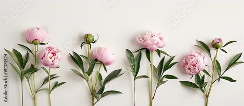 White background displays five pink peonies with short stems and lush green leaves in a serene image offering room for text. Creative banner. Copyspace image photo