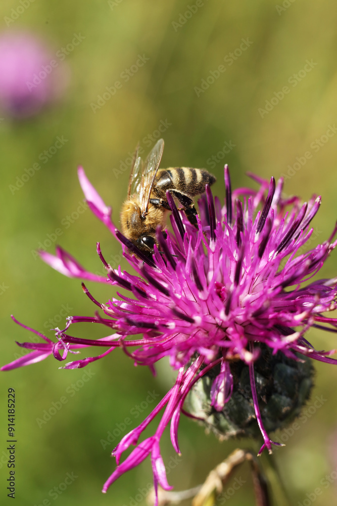 Bee collecting pollen from a purple thistle flower on a meadow Bee collecting pollen from a purple thistle flower on a meadow