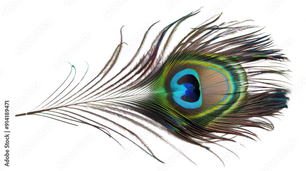 Obraz premium A peacock feather on transparent background