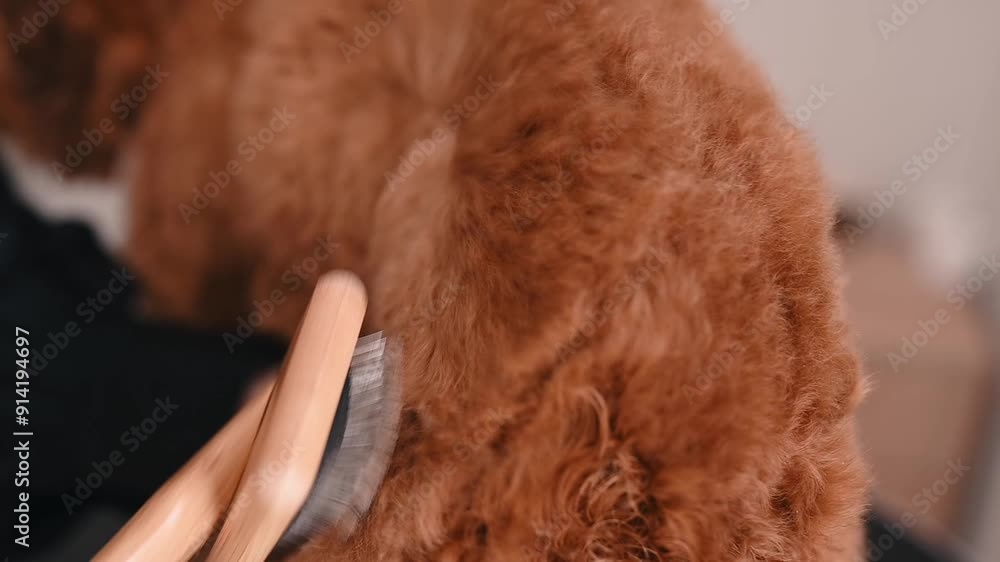 close-up of blowing moisture and brushing a poodle's curly coat, which helps remove old hair and improves the visibility of new hair close-up of blowing moisture and brushing a poodle's curly coat, which helps remove old hair and improves the visibility of new hair