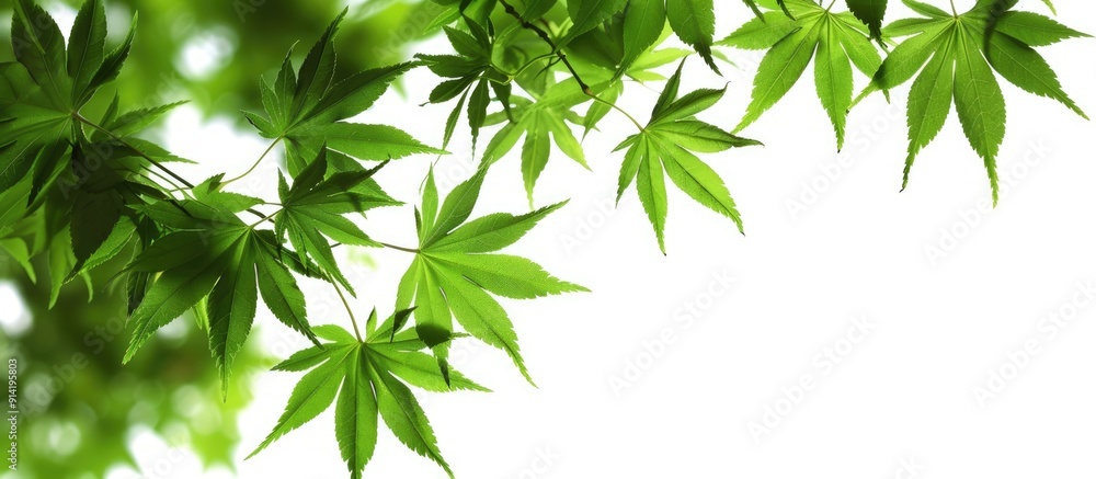 Japanese style green maple leaves copy space image Japanese style green maple leaves copy space image