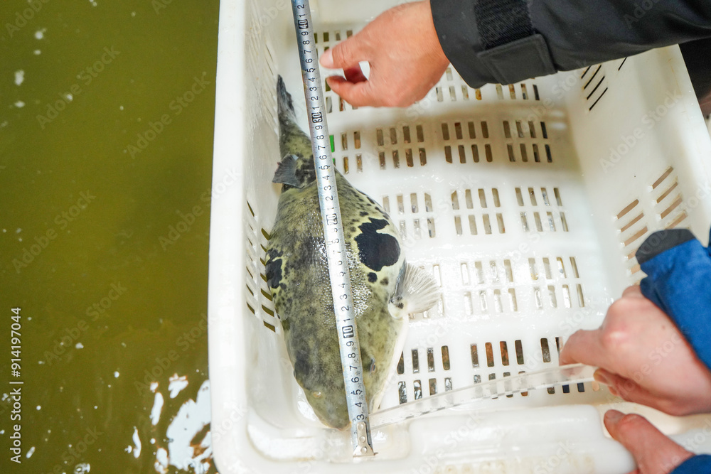 Technicians are measuring the body length of pufferfish in a breeding farm, Luannan County, Hebei Province, China