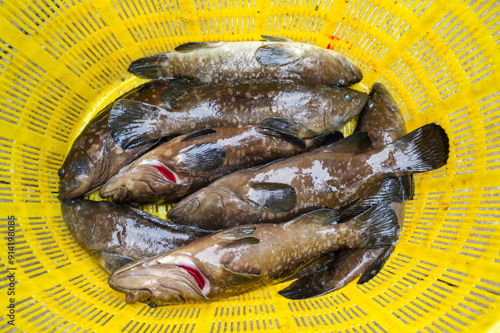Grouper in plastic basket, close-up photo