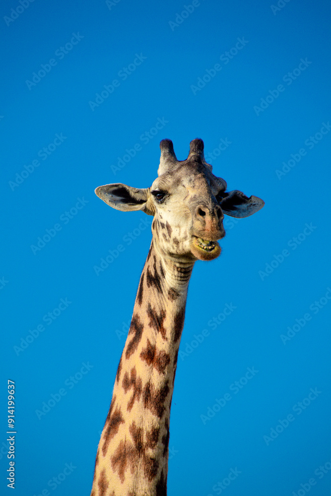 Tall Giraffe Looking at Camera Portrait Against Bright Blue Sky Tall Giraffe Looking at Camera Portrait Against Bright Blue Sky
