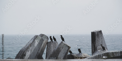 Seagull and Black Birds Perched on Rocks at Robben Island