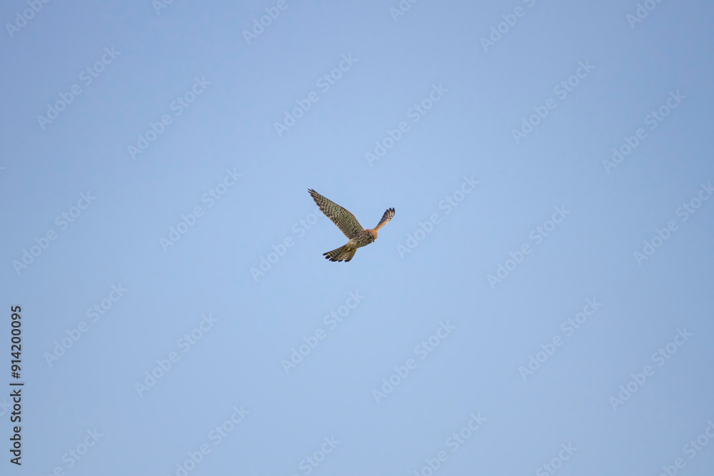 European Kestrel stops in midair after spotting prey European Kestrel stops in midair after spotting prey