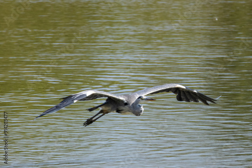 airone cenerino in volo all'oasi naturalistica di Torrile e Trecasali.