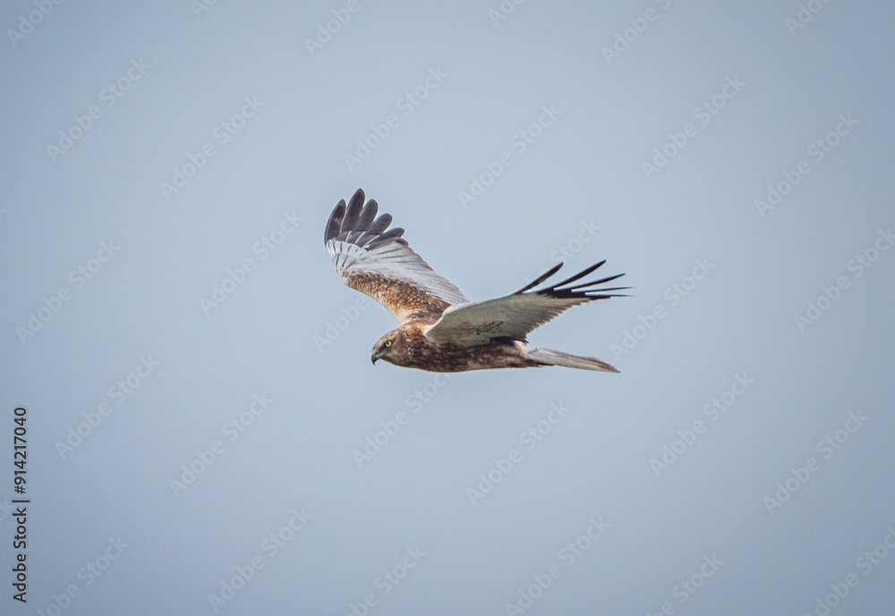 Fototapeta premium Wild bird