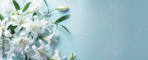 White Lilies on Blue Background.