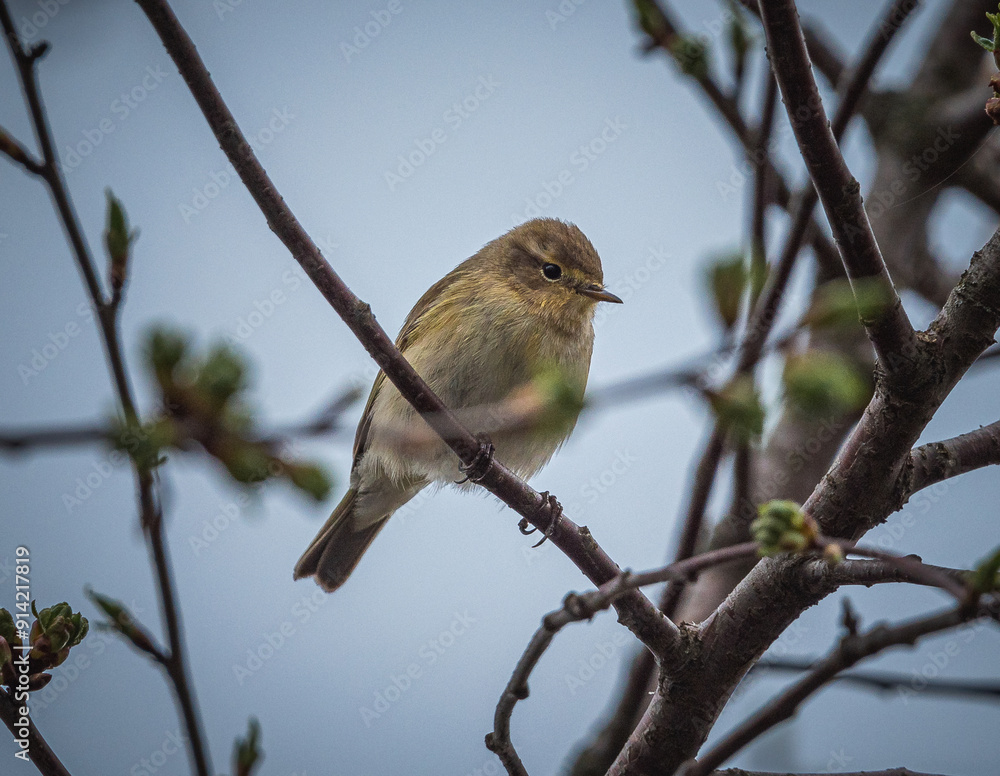 Sparrow Sparrow