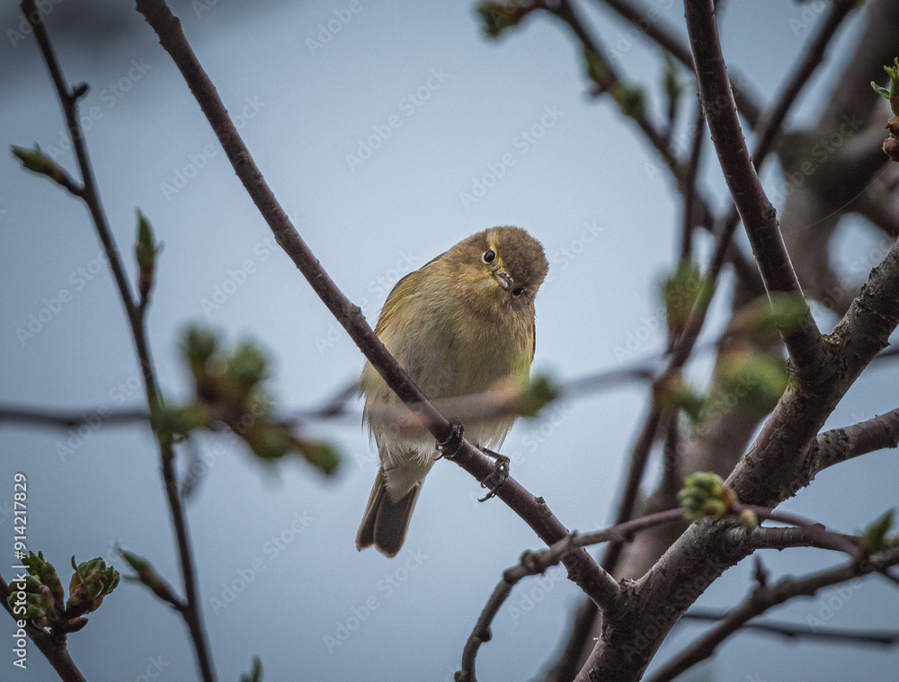 Sparrow Sparrow