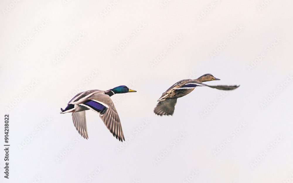 Fototapeta premium Wild bird