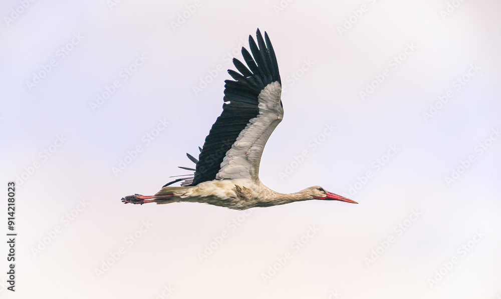 Obraz premium Stork