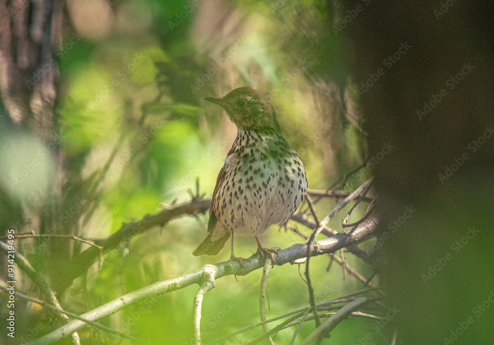 Wild bird Wild bird