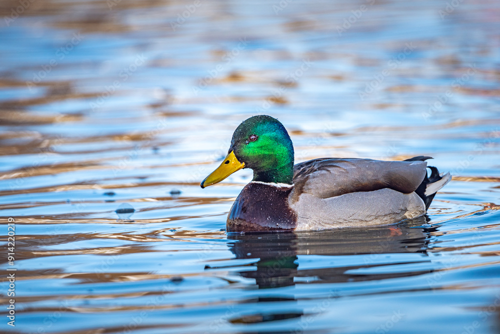 Obraz premium Wild duck