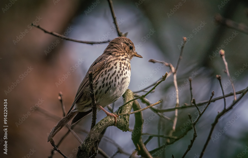 Wild bird Wild bird
