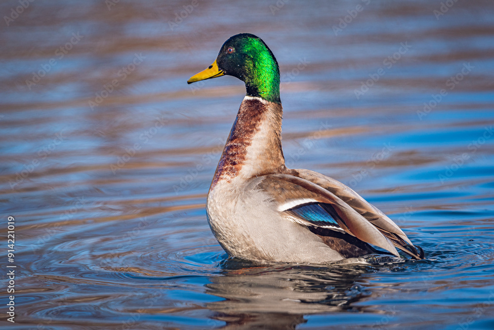 Obraz premium Wild duck