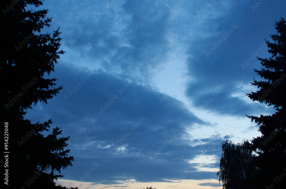 Obraz premium growing trees in Ukraine