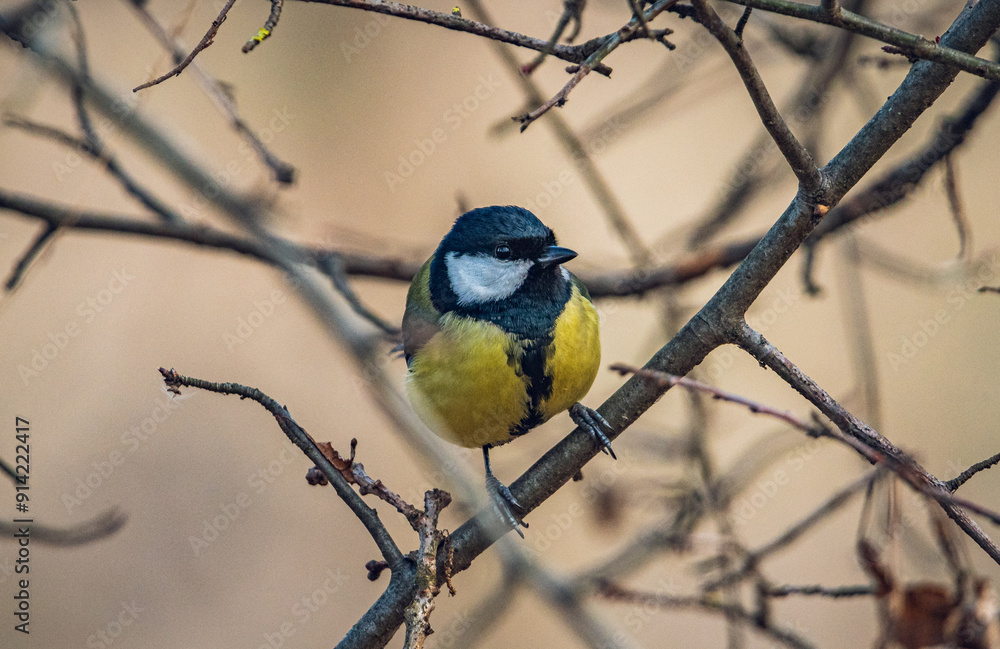 Fototapeta premium Wild bird