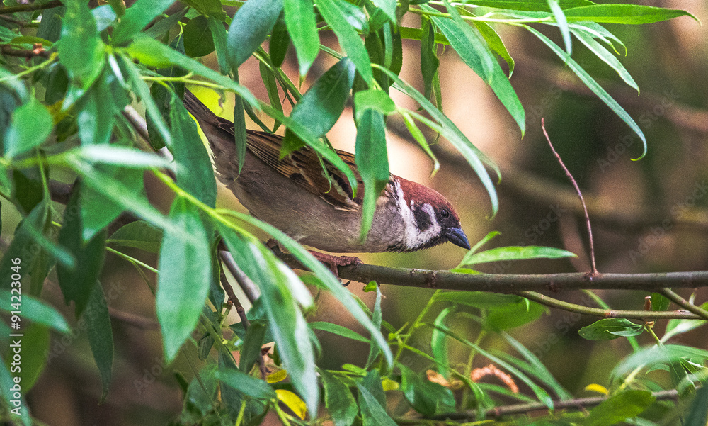 Fototapeta premium Sparrow