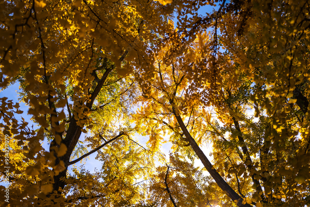 Autumn leaves of maple trees. Autumn fall leaves in sunlight. Natural autumn background. Autumnal background. Foliage, falling leaves background. Autumn leaf. Autumn leaves of maple trees. Autumn fall leaves in sunlight. Natural autumn background. Autumnal background. Foliage, falling leaves background. Autumn leaf.