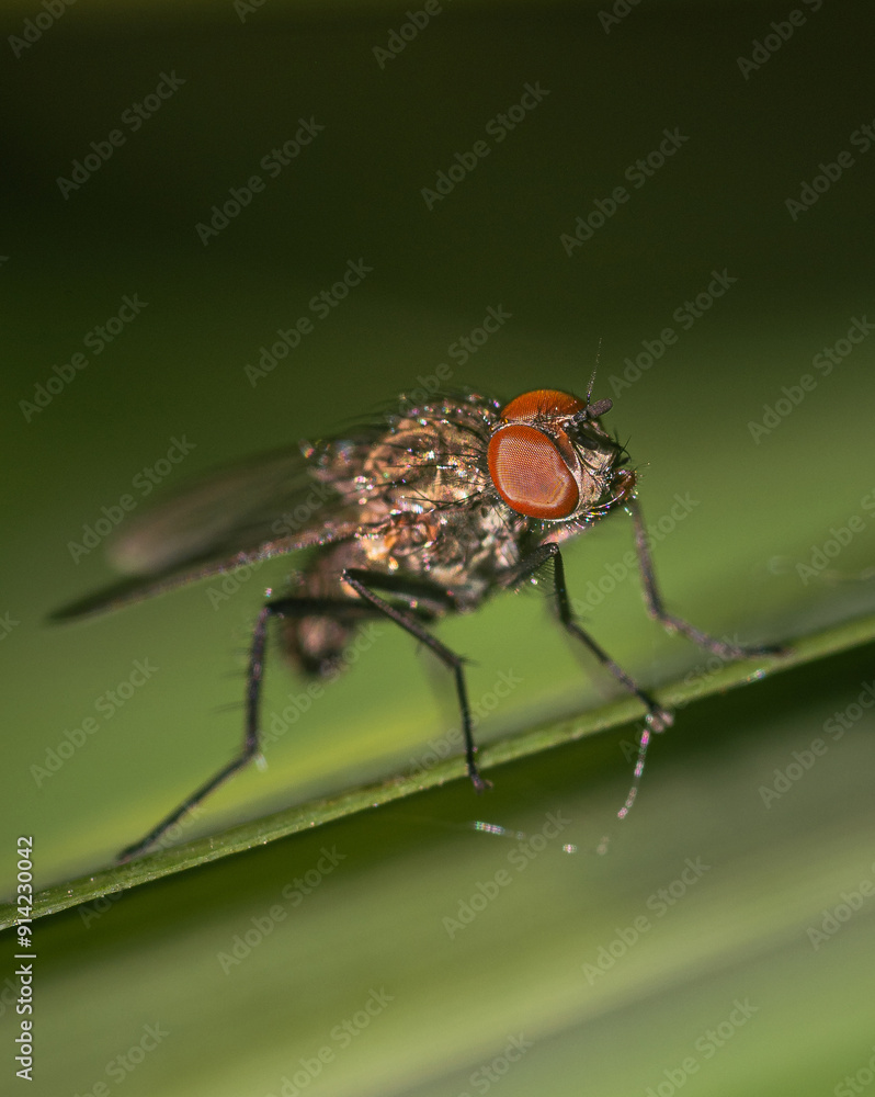 Fly Fly