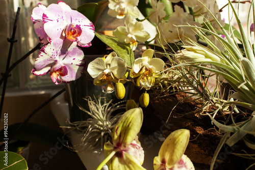 Spectacular indoor flowering of colorful phalaenopsis orchids. Air plants tillandsias on driftwood on windowsill. Growing flowers at home, selective focus photo