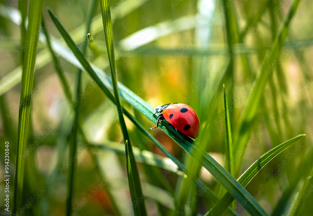 Ladybug Ladybug