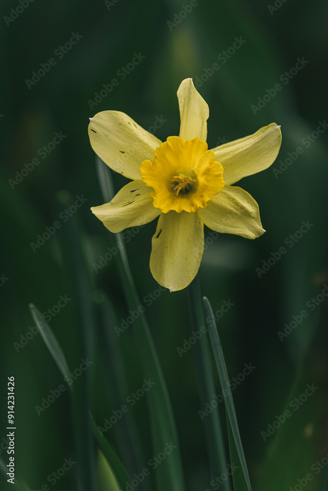 Narcissus