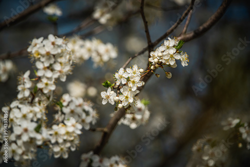 Garden flower