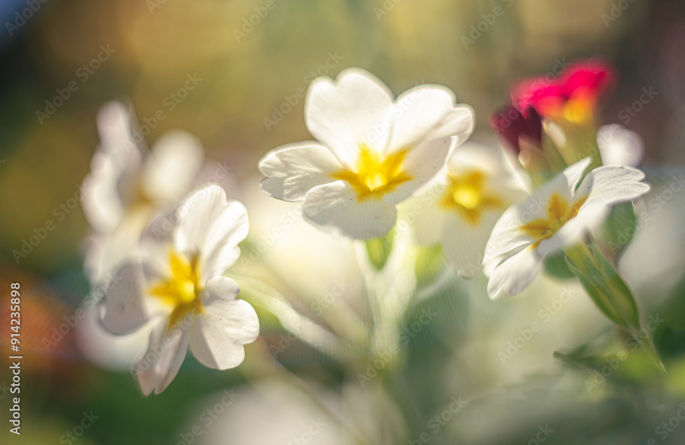 Fototapeta premium Garden flower