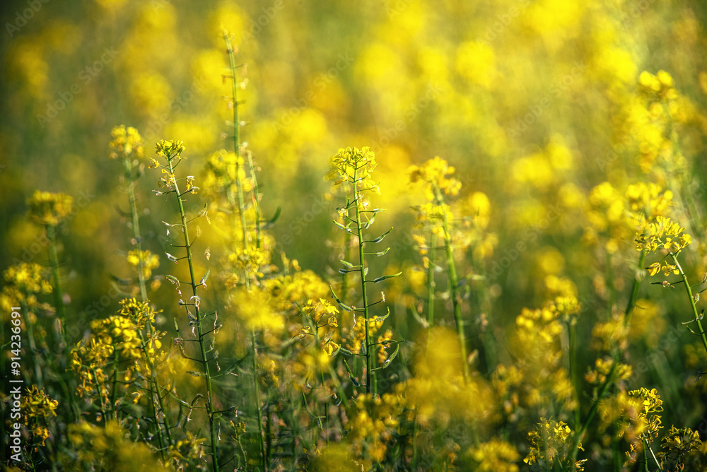 Obraz premium Wild flowers