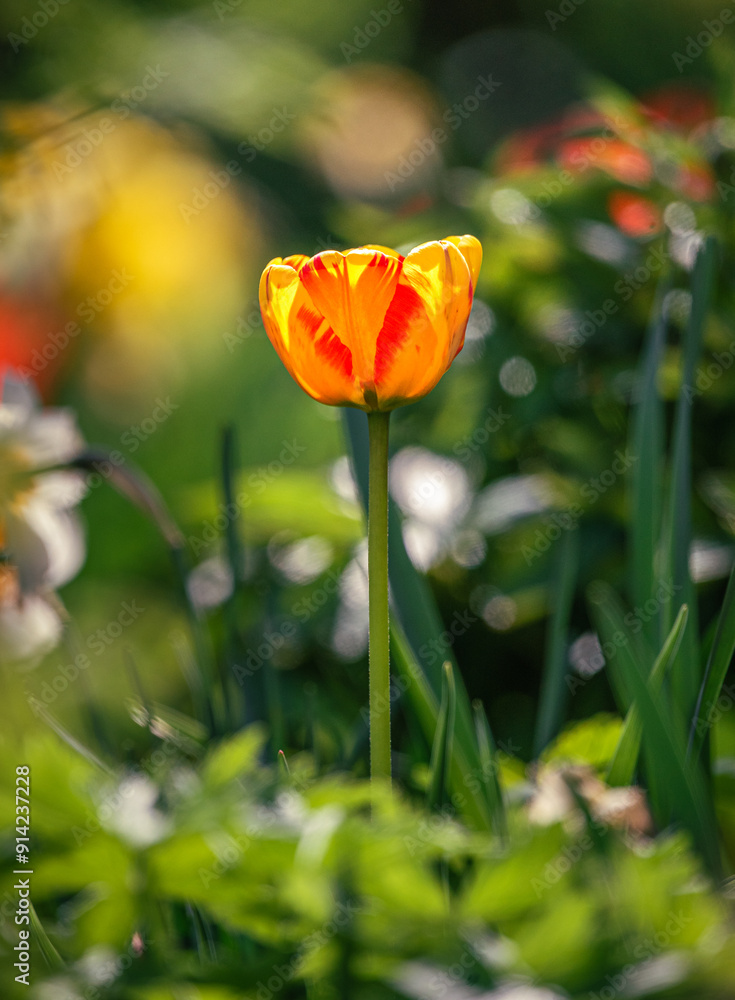 Tulip