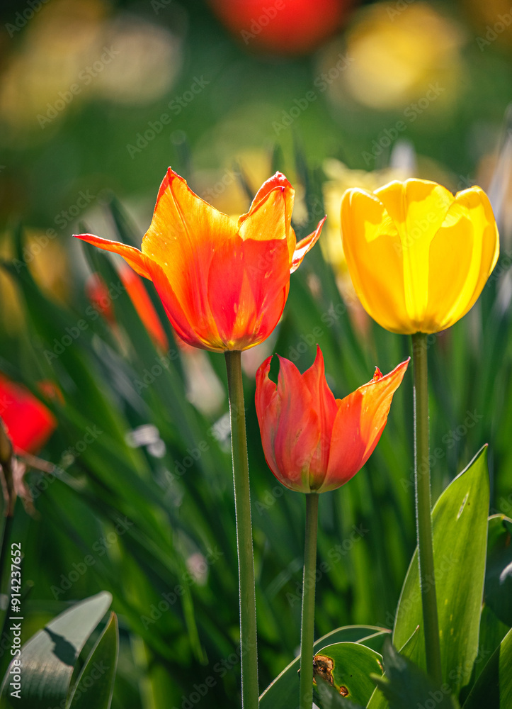 Naklejka premium Tulip