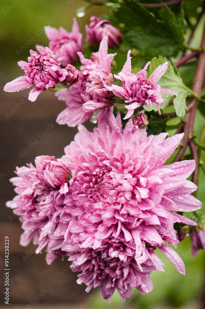 Fototapeta premium Decorative Chrysanthemum Flowers 'Coral Charm'