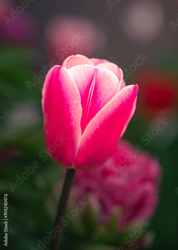 Tulip