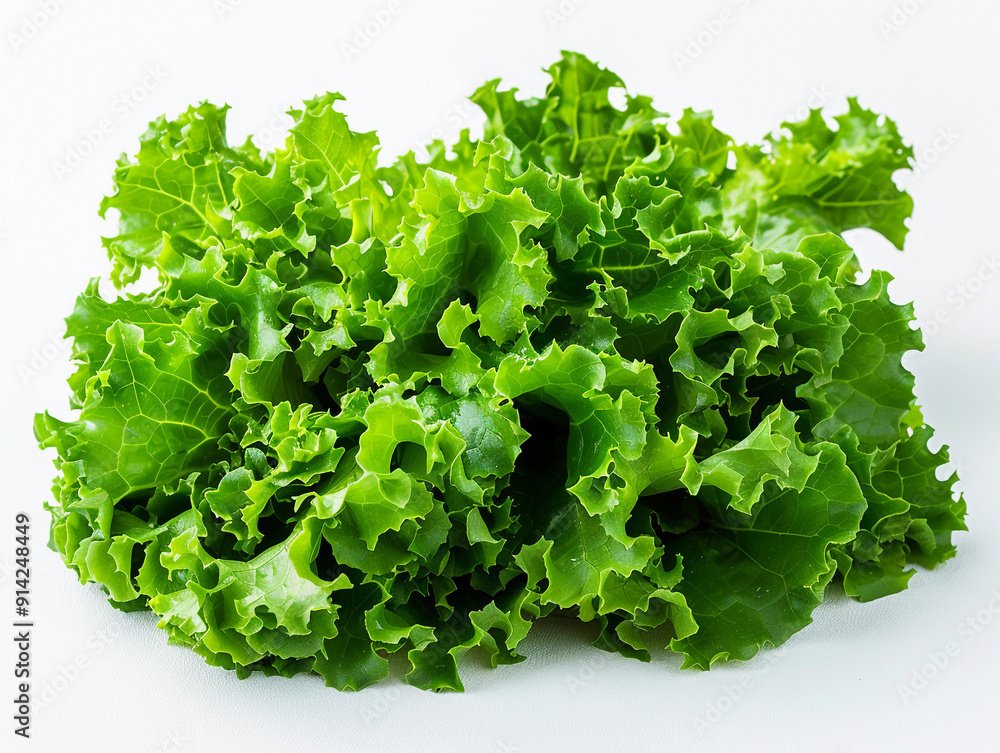 Fresh Green Lettuce Harvested From Local Farm Located In Vibrant Summer Season Fresh Green Lettuce Harvested From Local Farm Located In Vibrant Summer Season