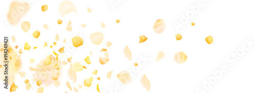Yellow falling rose or sunflowers petals.Transparent panoramic horizontal background.Amber flower spring template.
