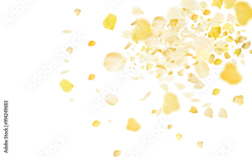 Yellow falling rose or sunflowers petals.Transparent panoramic horizontal background.Amber flower spring template.