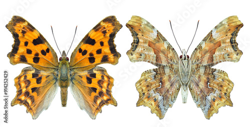 фотографія nymphalidae polygonia hindwing and forewing view, beautiful camouflage butterfly